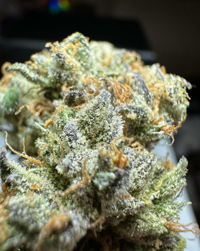 goat cheese by team elite genetics strain review by og kush lover