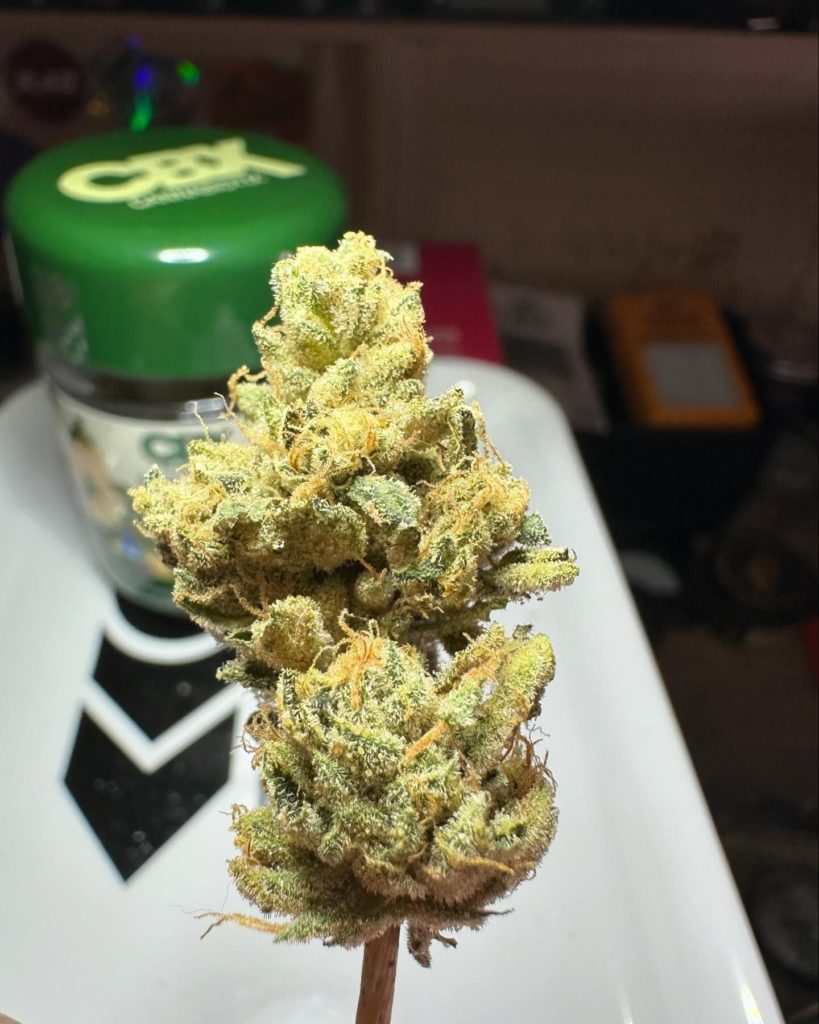 grand master by cannabiotix strain review by og kush lover