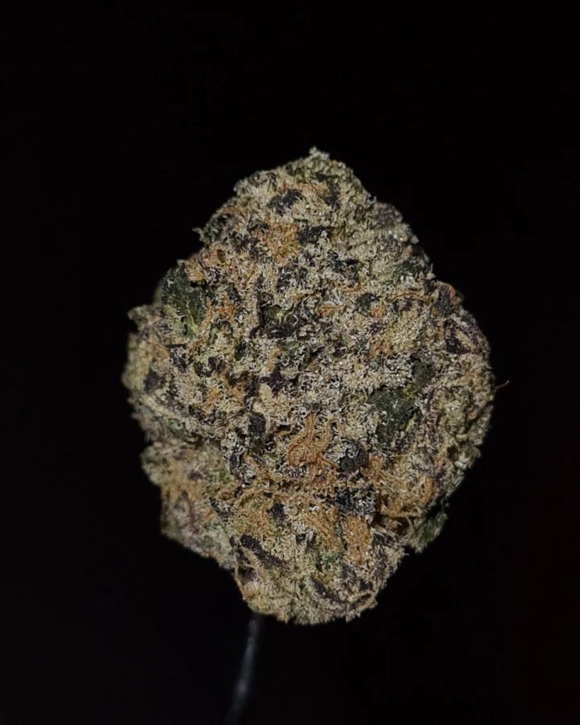 kush sorbet by jungle boys strain review by cannoisseurselections