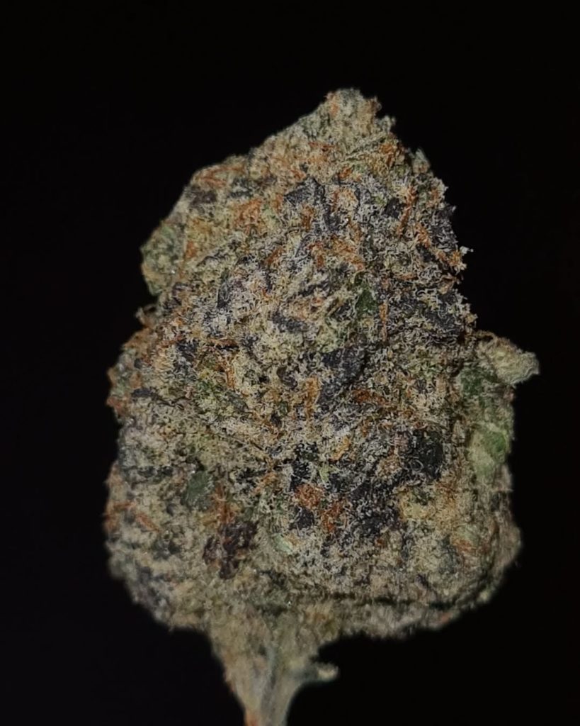 la lola bonita by peppazzz strain review by cannoisseurselections