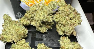 orange soda by team elite genetics strain review by og kush lover 2