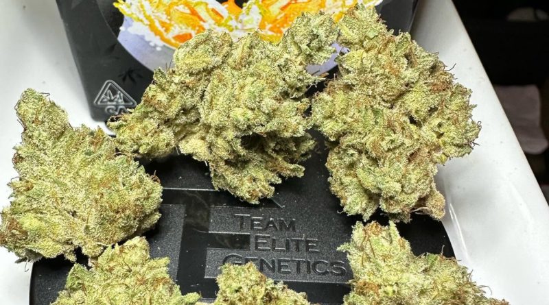 orange soda by team elite genetics strain review by og kush lover 2