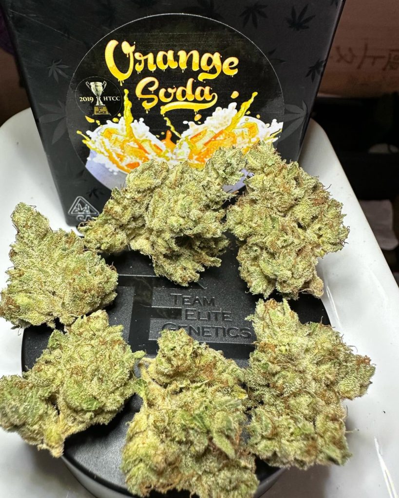 orange soda by team elite genetics strain review by og kush lover 2