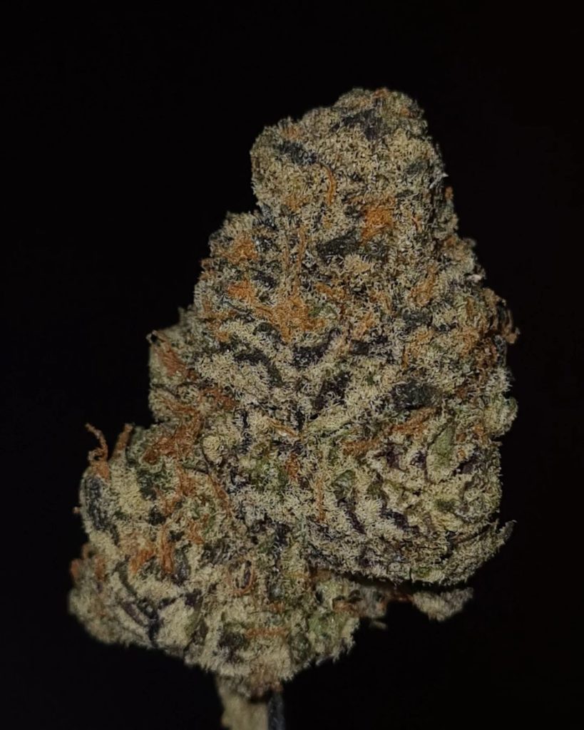 purple lemon tree by the tenco strain review by cannoisseurselections