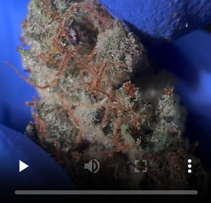 sour dubb by fvck thats fire strain review by terpbrodee