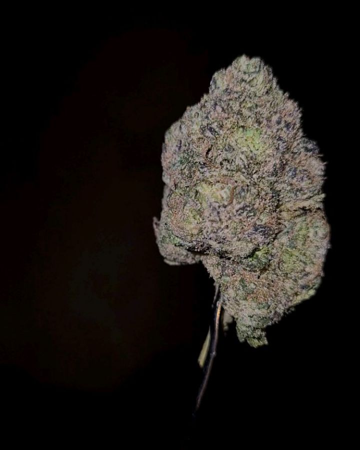 blue jalebi by the baydestrians strain review by cannoisseurselections