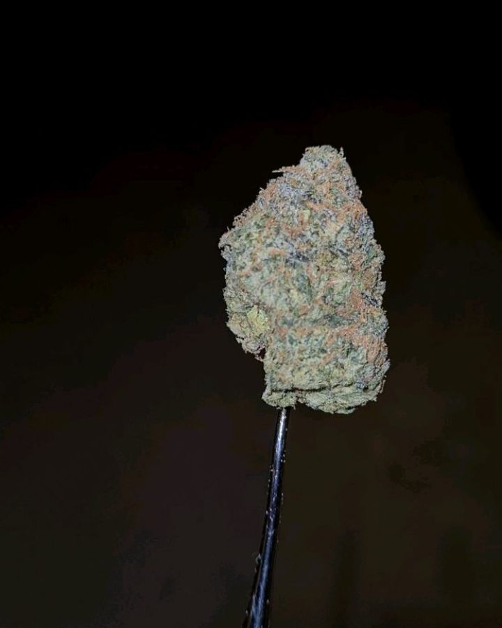 2025 zkittlez by sf canna strain review by cannoisseurselections