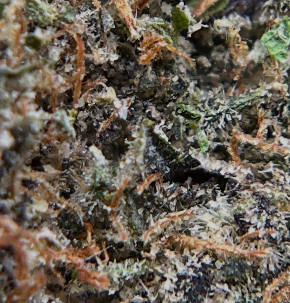 bullzeye by madcow nj strain review by averagejoereviewsnj