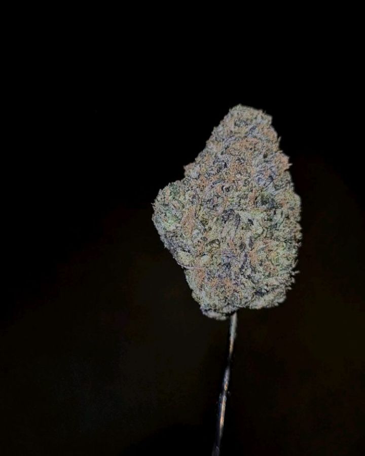 fun dip by preferred gardens strain review by cannoisseurselections