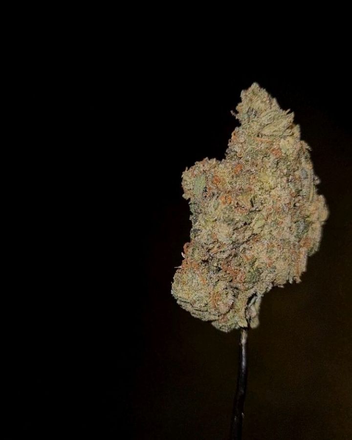 gelato batter by jungle boys strain review by cannoisseurselections