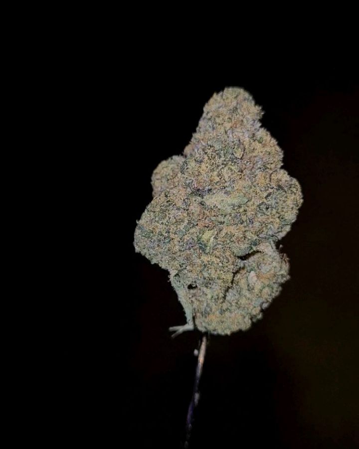 hot mints by jungle boys strain review by cannoisseurselections