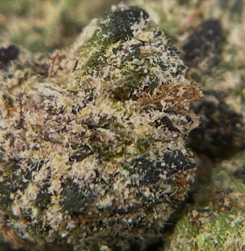 rotten apple pie by rotten broccoli exotics strain review by averagejoereviewsnj