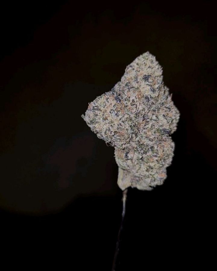 seal n deal by flavoraid exotics x the baydestrians strain review by cannoisseurselections