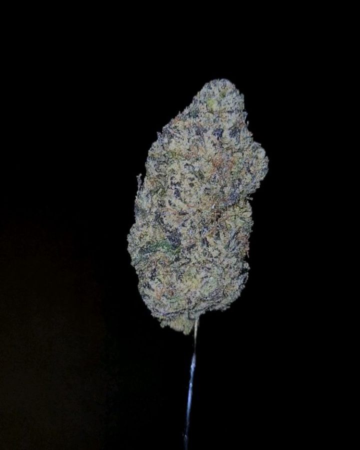 super sour berry by fga cultivar x new era exotics strain review by cannoisseurselections