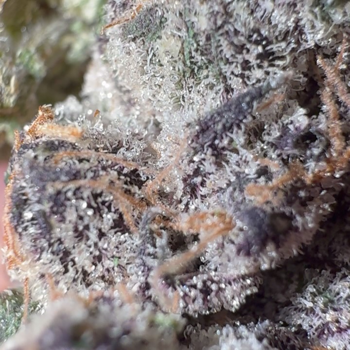 torta pounder by teds budz x foos gone wild strain review by eriksreviews