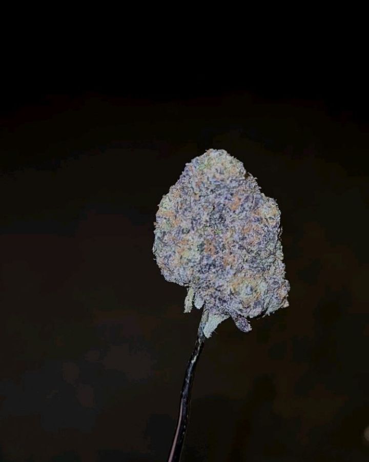 zoza by wizard trees strain review by cannoisseurselections