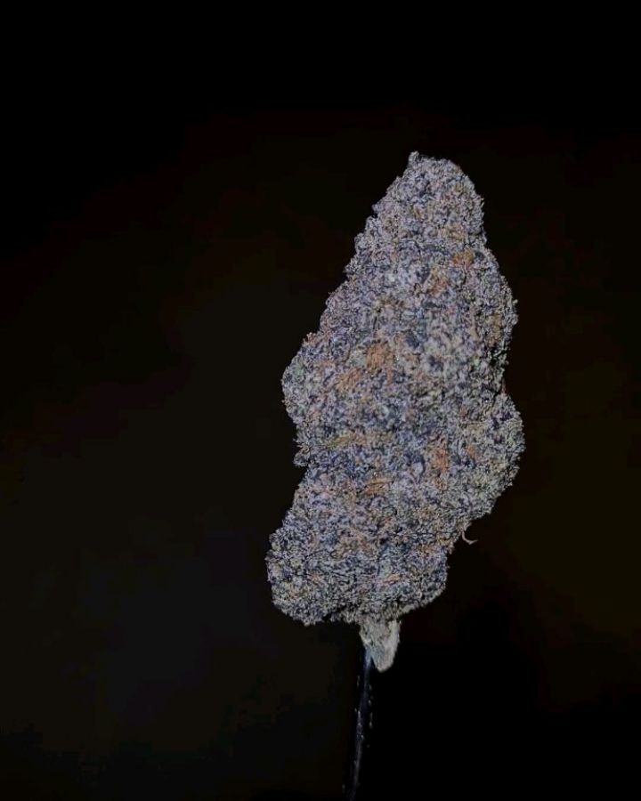 black cod by the tenco 2025 strain review by cannoisseurselections