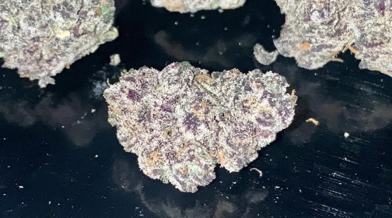 obama runtz by sattva california strain review by reviews_by_jude