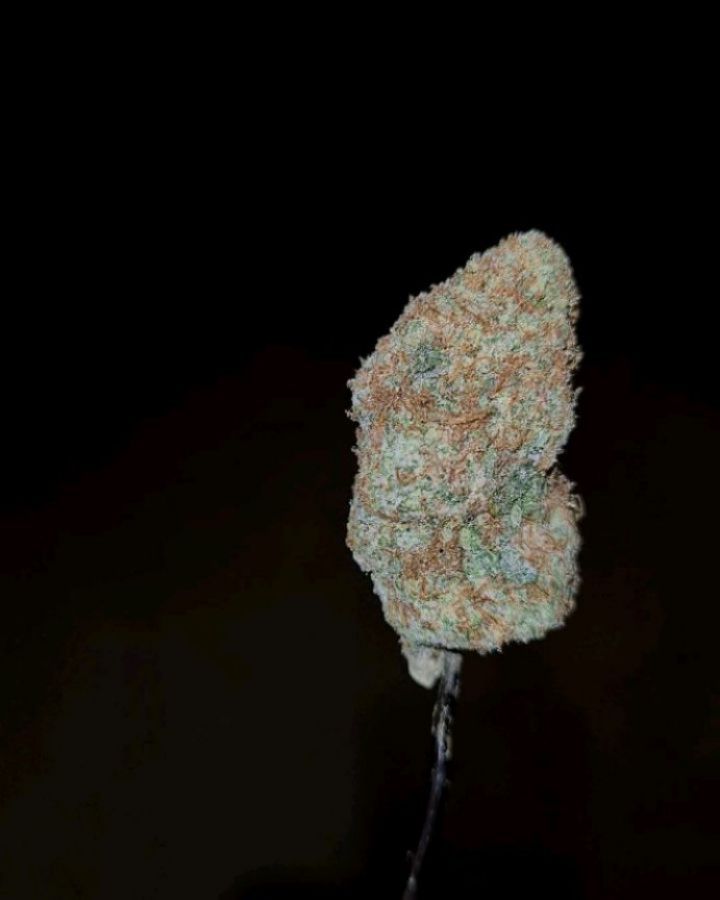 peach tree by doja exclusive strain review by cannoisseurselections