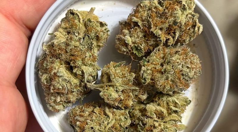 bananaconda by flower girl canada strain review by cannalyst