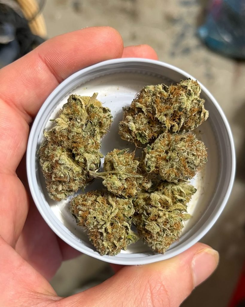 bananaconda by flower girl canada strain review by cannalyst