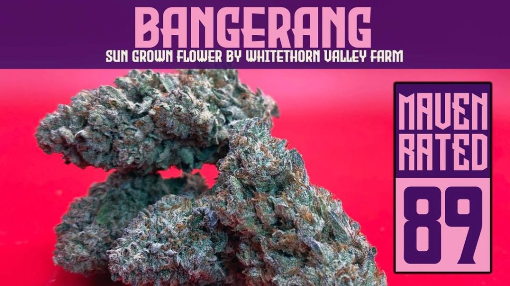 bangerang by whitethorn valley farm strain review by dank maven 2