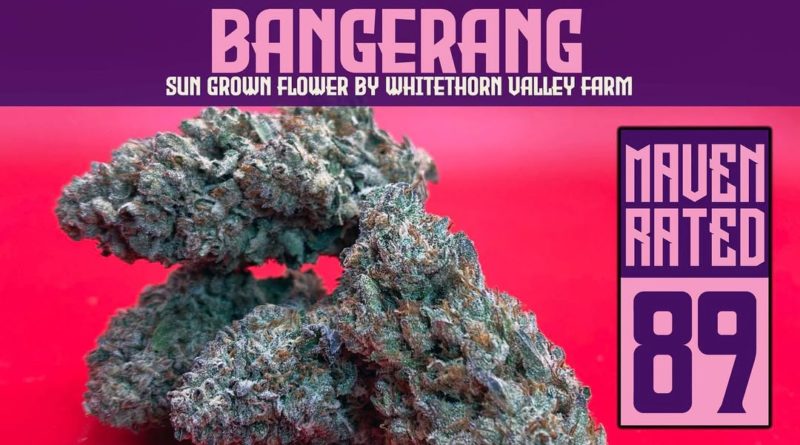 bangerang by whitethorn valley farm strain review by dank maven 2