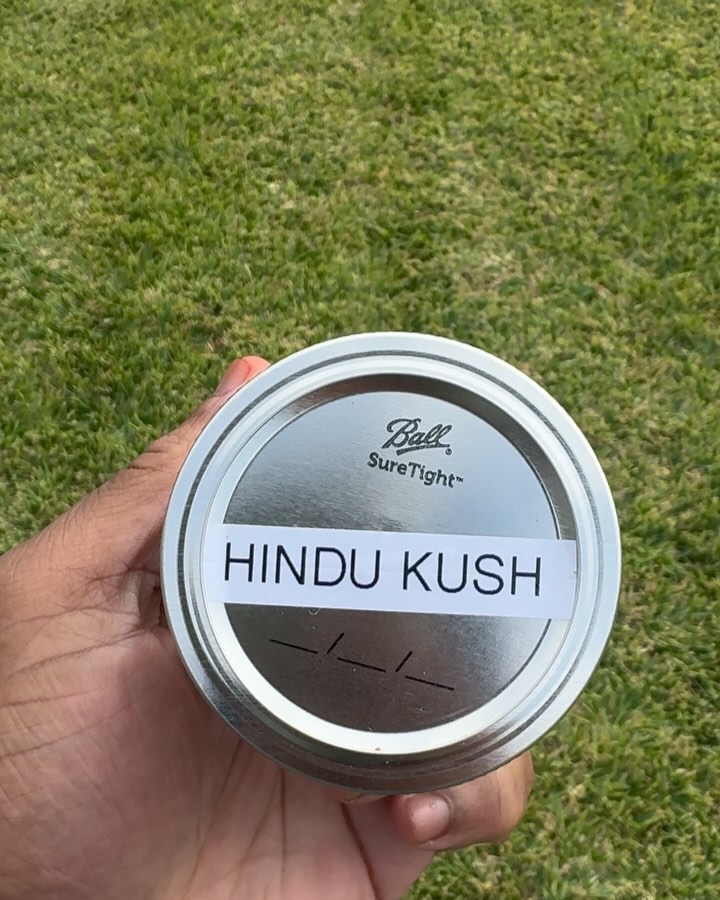 hindu kush by beneficial 718 strain review by jointswihtjalen