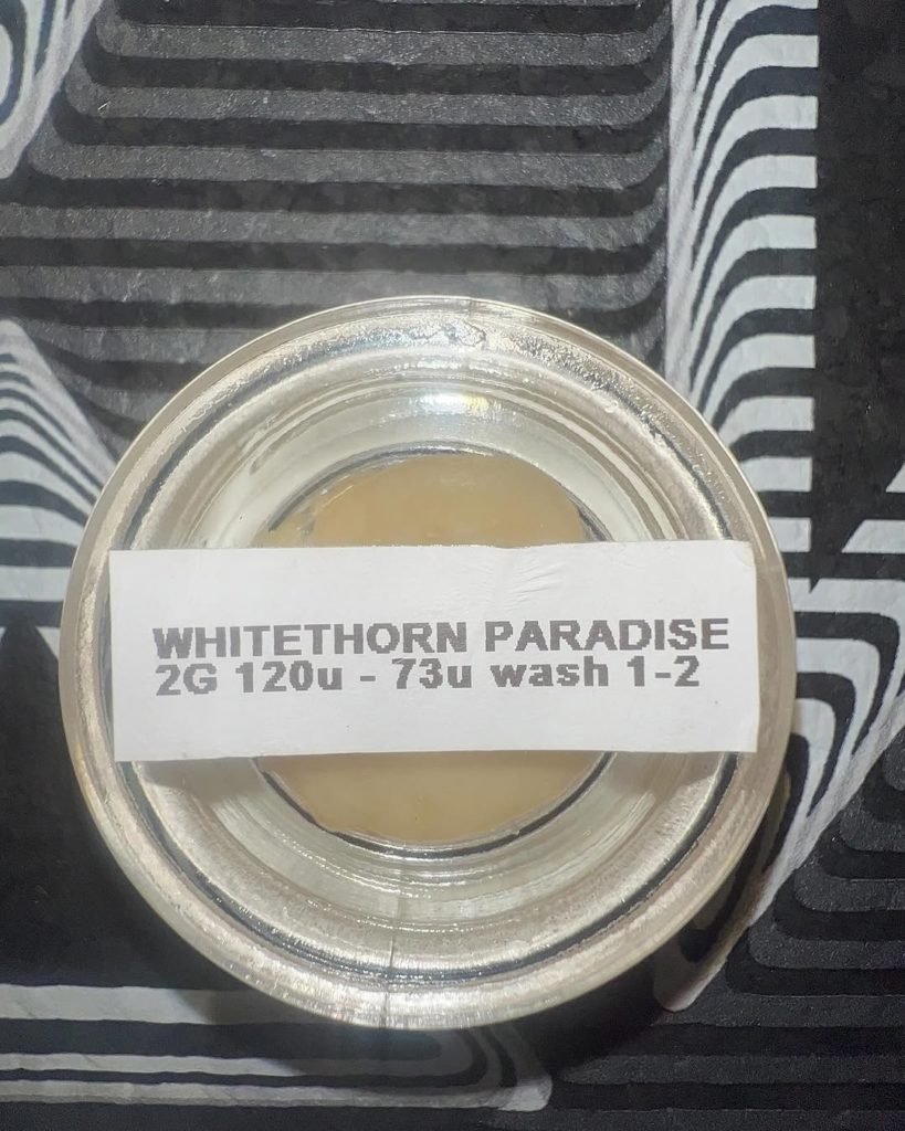 whitethorn paradise live rosin by the bryantist hash review by extract_reviewer 2