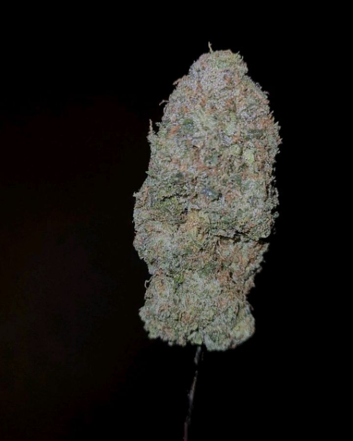 z by pure and proper strain review by cannoisseurselections