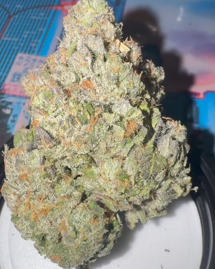 frog poison by northbay gardens x cut right cannabis strain review by jointswithjalen 2