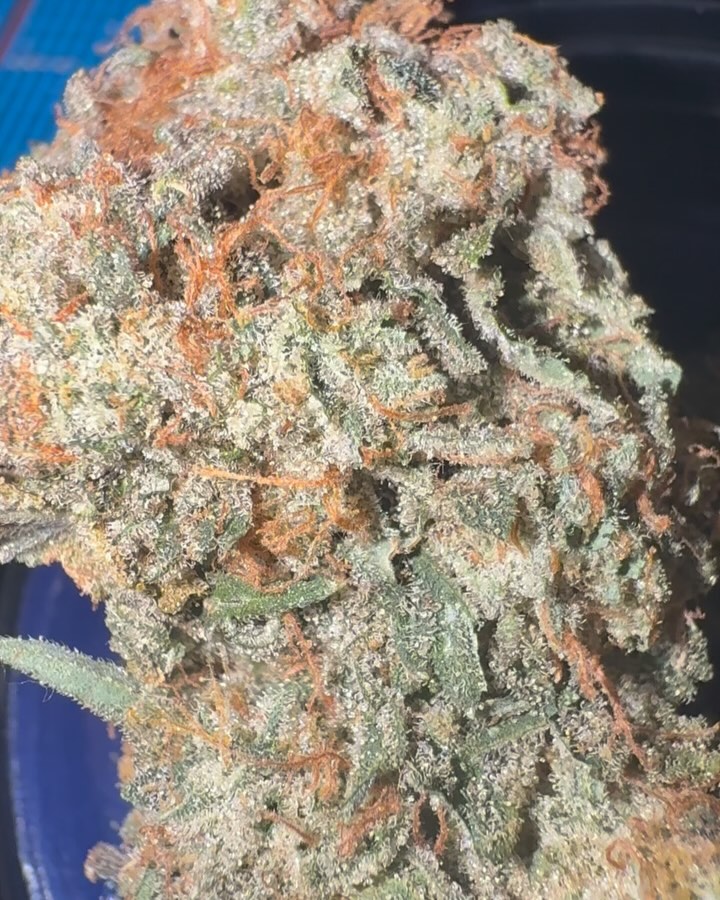 melon nishi by the tenco strain review by jointswithjalen 2