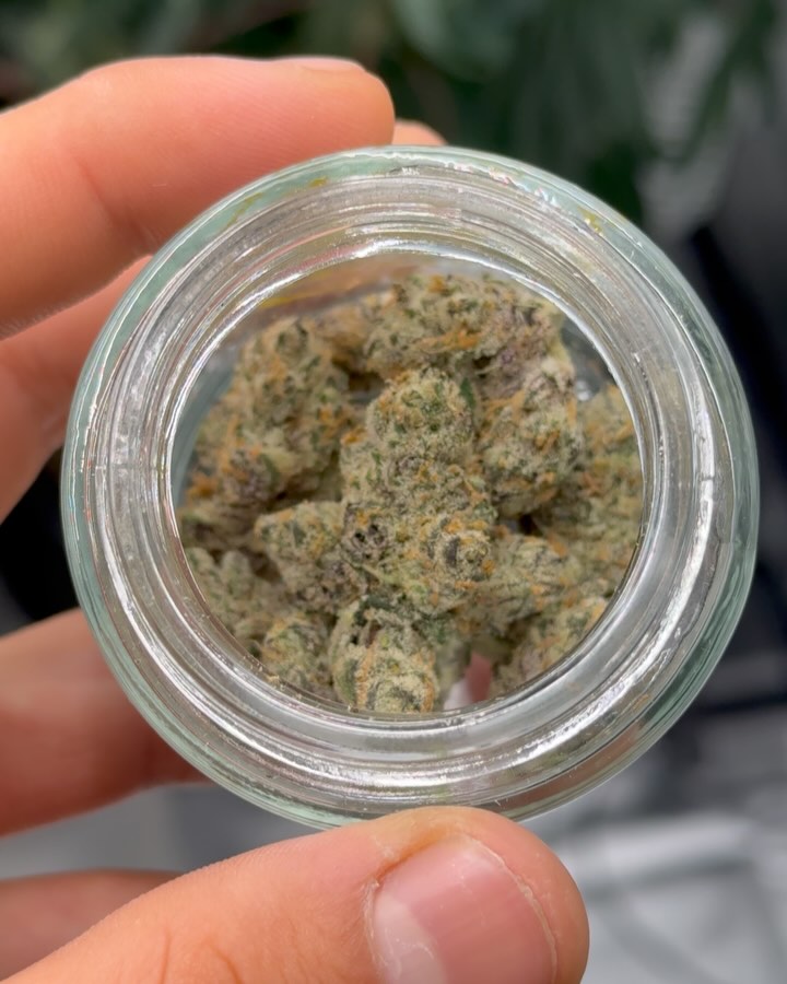 blue agape by maven genetics strain review by yieldisdead