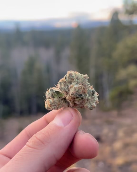 fortissimo by green dot labs strain review by yieldisdead