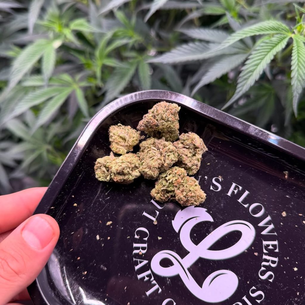 giraffe puzzy by doja exclusive strain review by yieldisdead