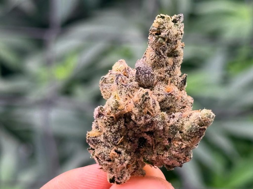 gmochi by lax packs strain review by yieldisdead