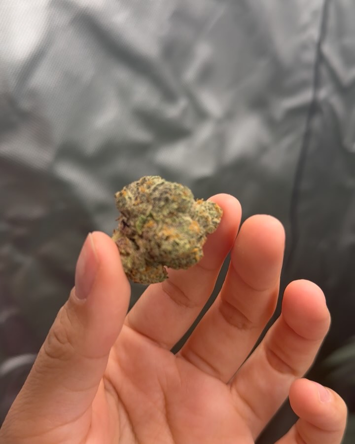 gushers by connected cannabis co strain review by yieldisdead