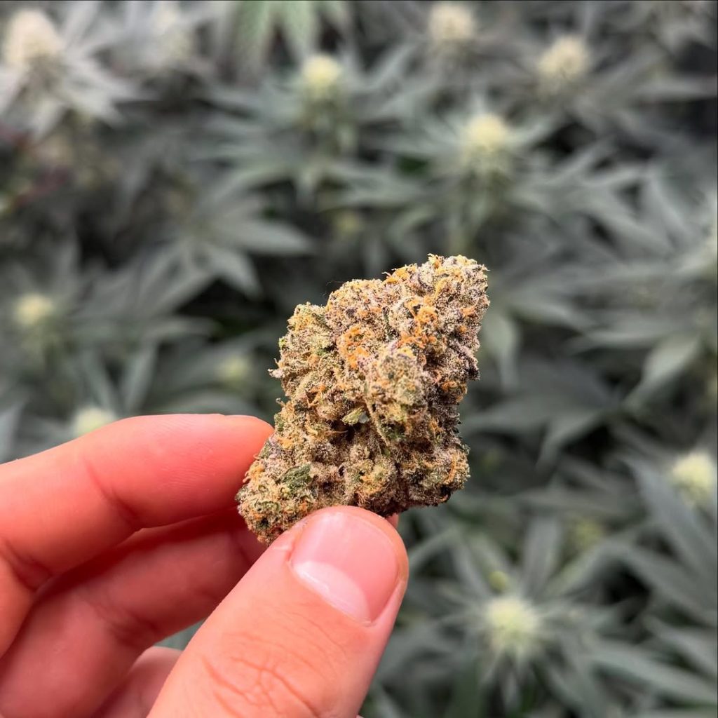 permanent marker by bosky genetics strain review by yieldisdead