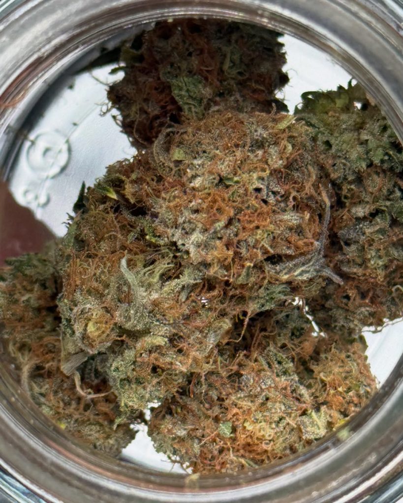 seabiscuit 9 by joshwax strain review by yieldisdead