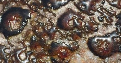 toad venom by iykyk strain review by jointswithjalen