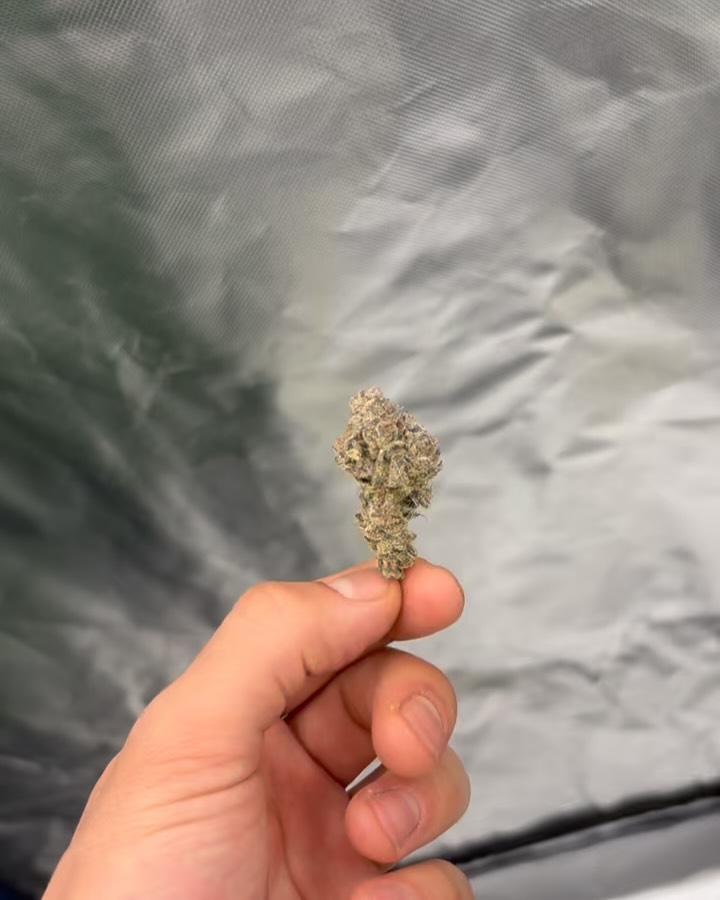 white truffle by joshwax strain review by yieldisdead