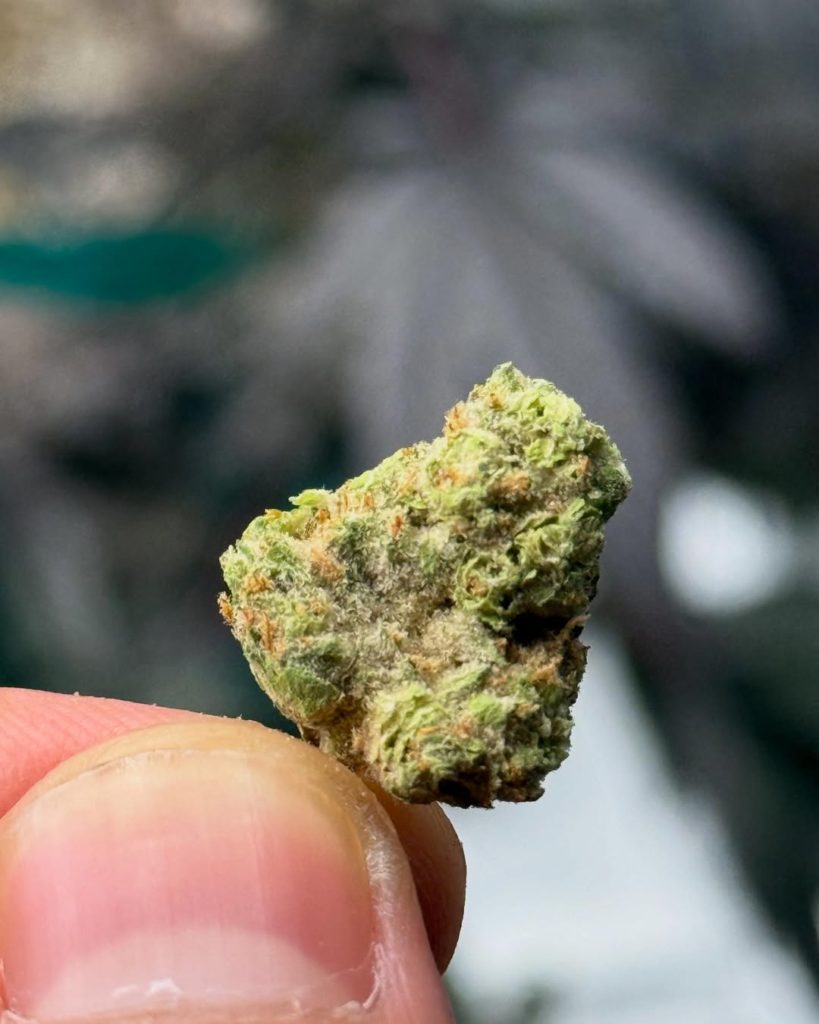 91 gmo by northern emeralds strain review by yieldisdead