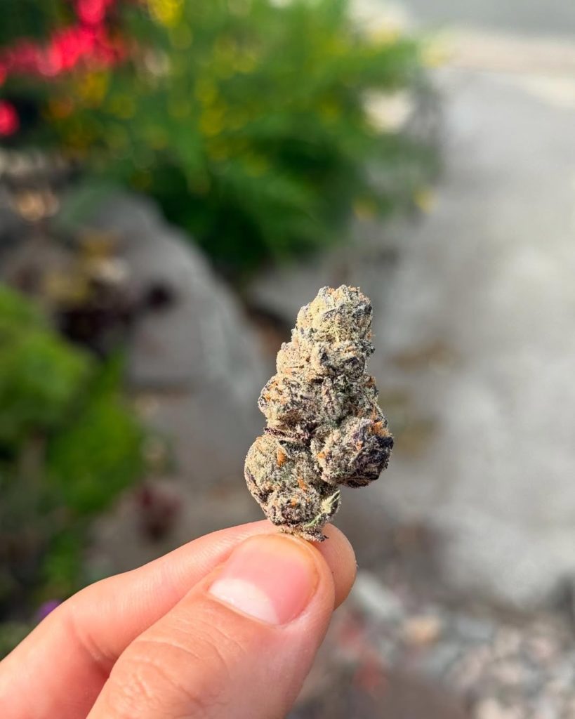 98 reserve by maven genetics strain review by yieldisdead