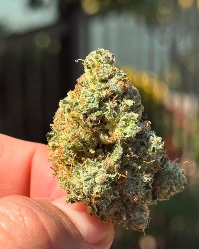 bosky sour diesel by bosky genetics strain review by yieldisdead