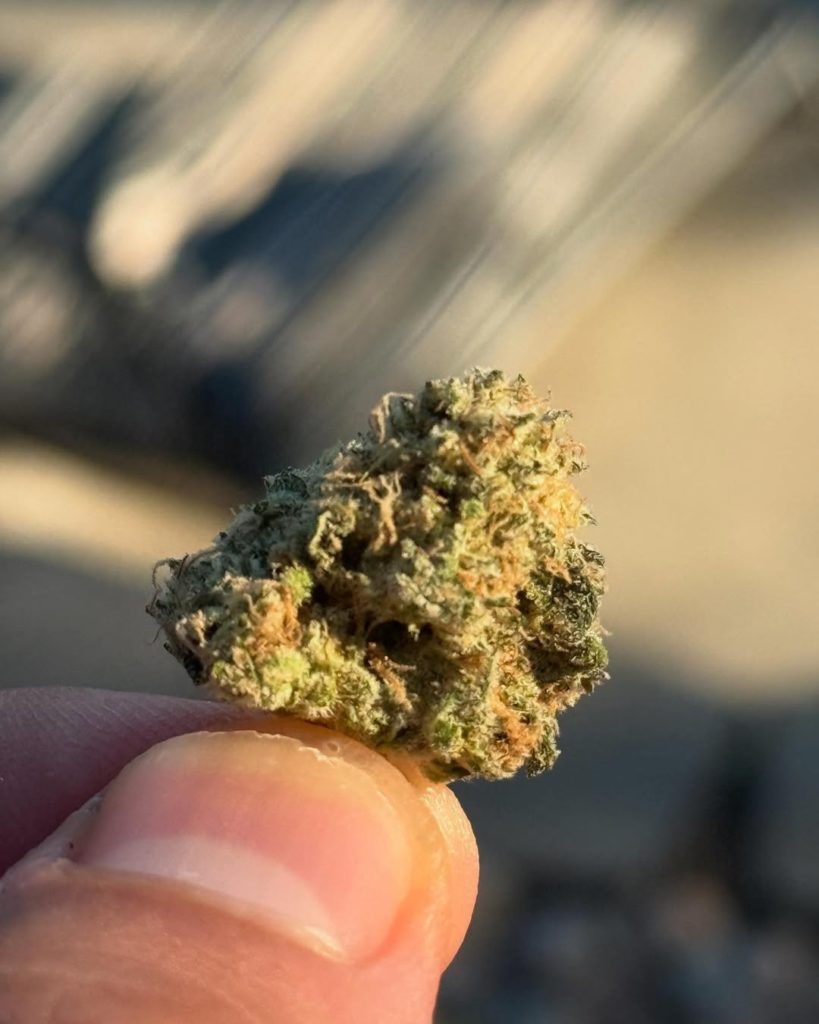 coolio by delighted flower strain review by yieldisdead