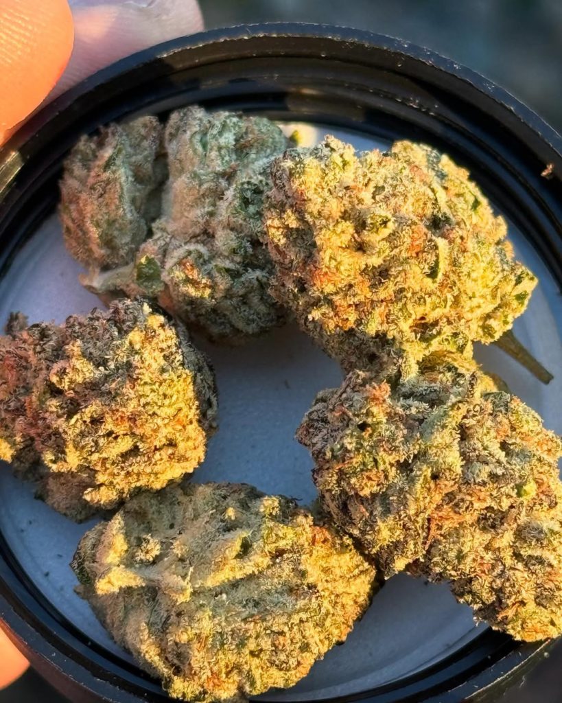 dr j by 818 brands strain review by yieldisdead