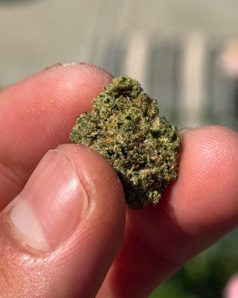 durban poison by northern emeralds strain review by yieldisdead