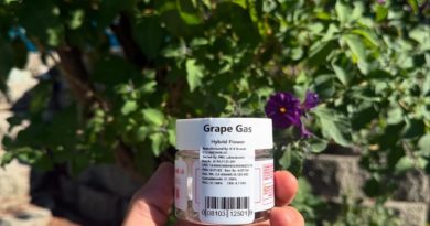grape gas by 818 brands strain review by yieldisdead 2