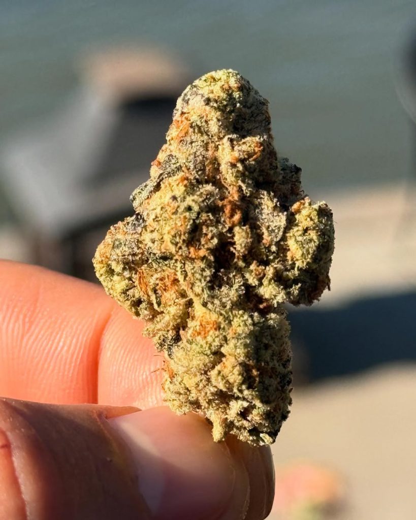 grape gas by 818 brands strain review by yieldisdead
