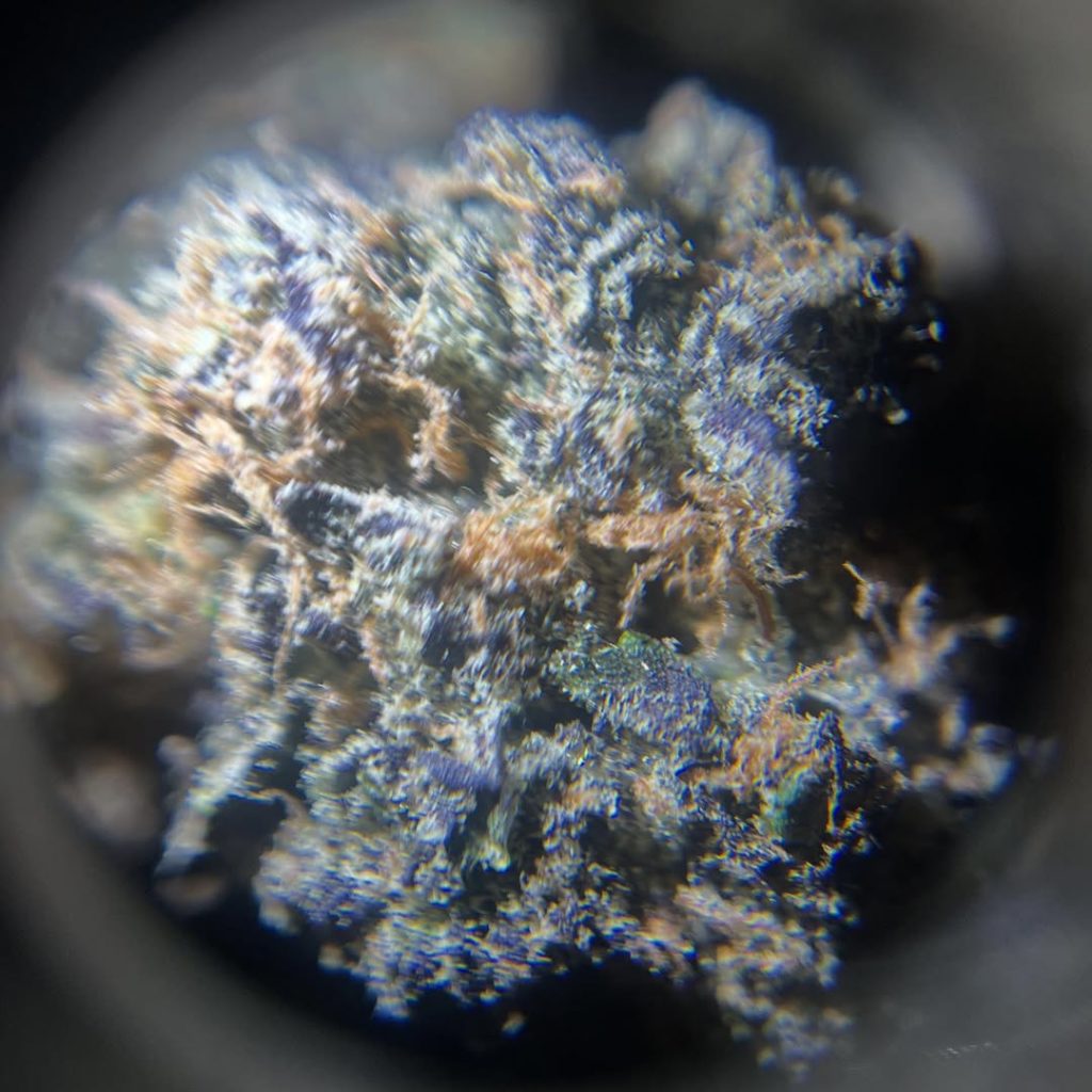 grape z by baba ku farms x grapez strain review by yieldisdead